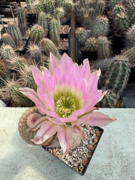 Echinocereus pectinatus